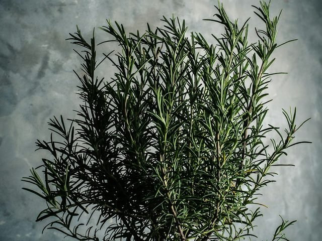 Ayurvedic & Herbal