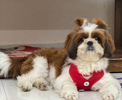 Hindustan Pet Shop