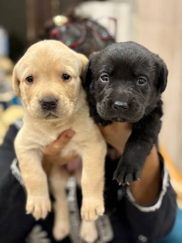 Sagar Pet World