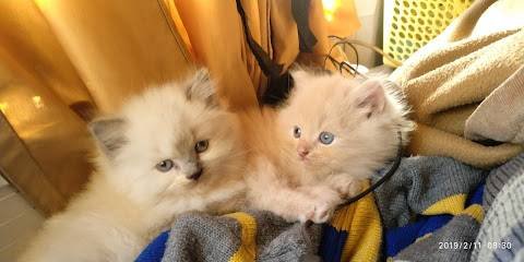 Aaditya pets