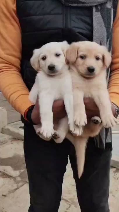 Gabbar pet shop
