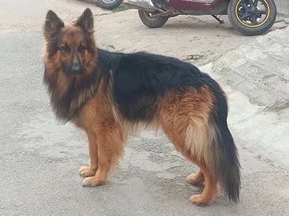 Raadhe Pet Care
