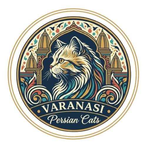 Varanasi Persian Cat