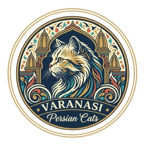 Varanasi Persian Cat