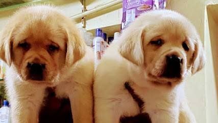 B.R DOG'S KENNEL And TRAINING CENTER