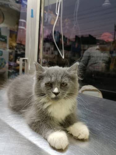 Dr. Petwell pet clinic